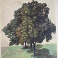 Reproduction of Durer (Three Lime Trees)