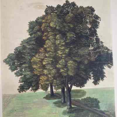 Reproduction of Durer (Three Lime Trees)