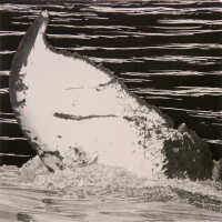 Whaleparts: Flukes