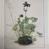 Akelei (Columbine) from the Albertina Facsimile