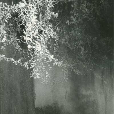 Untitled Forest Scene