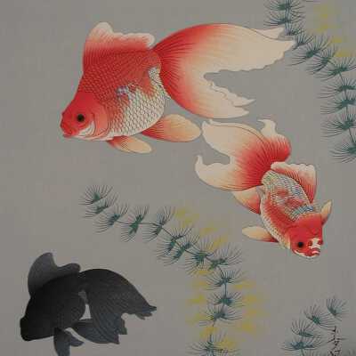 Koi