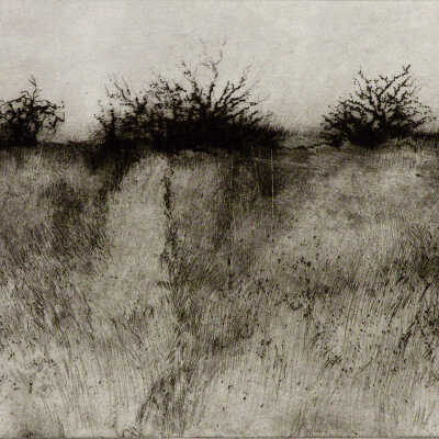Overgrown Orchard