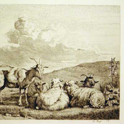 Sheep and Goats