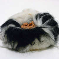 Dog Dish