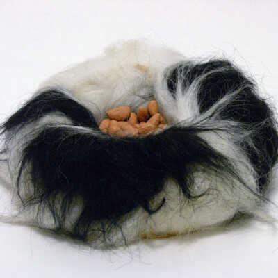Dog Dish
