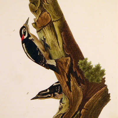 Harris' Woodpecker