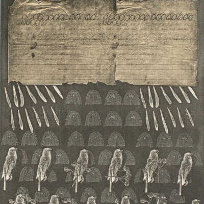 Finches, Comets