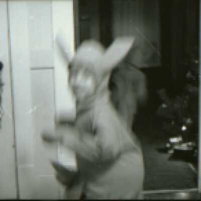 Jane and Jeremy in Kangaroo costumes