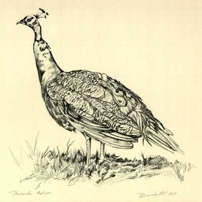 Peacock