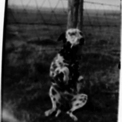Claude Fowler's dog