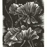 Poppies