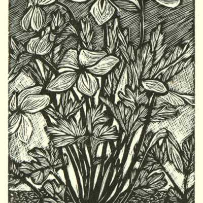 Birdfoot Violet