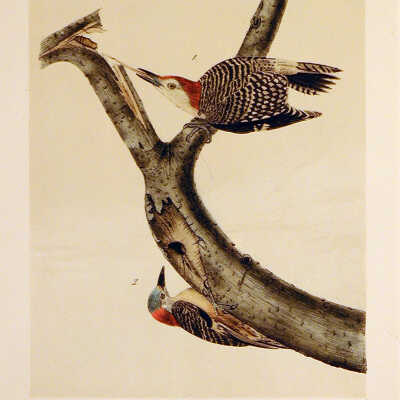 Red Bellied Woodpecker