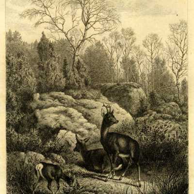 Forest at Fontainebleau, The
