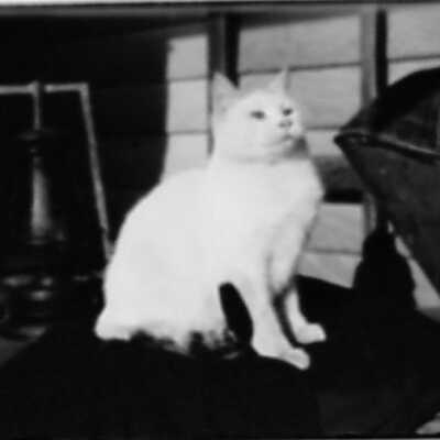 Nubbins the cat