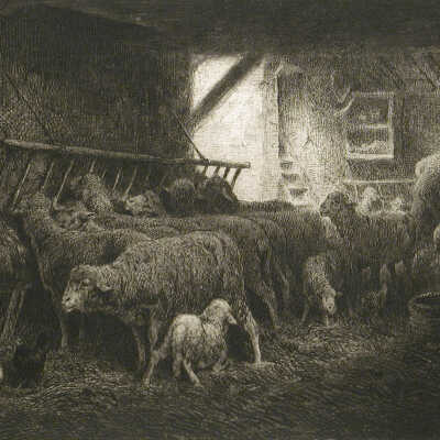 Sheep in Stable