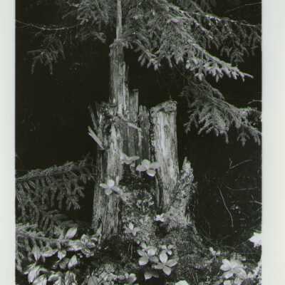 Untitled Forest Scene