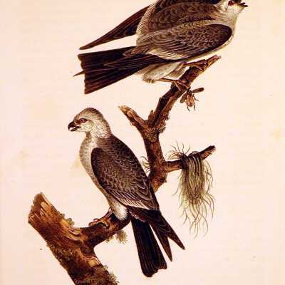 Mississippi Kite