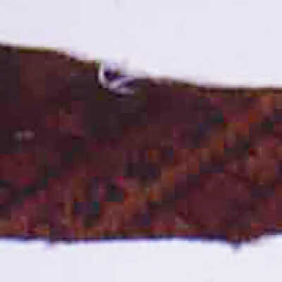 Fragment
