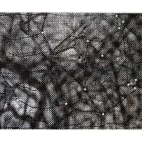 Canopy II