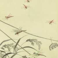 Dragonflies