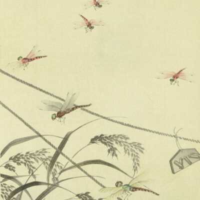 Dragonflies