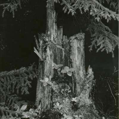 Untitled Forest Scene