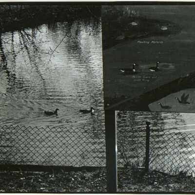 Untitled portrait of a waterfowl
