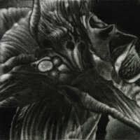 Lily Miraculous Flower (Beauty)