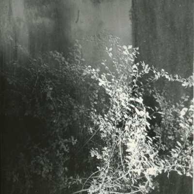 Untitled Forest Scene