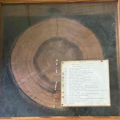 The History of a Longleaf Pine Tree, 1750 - 1977