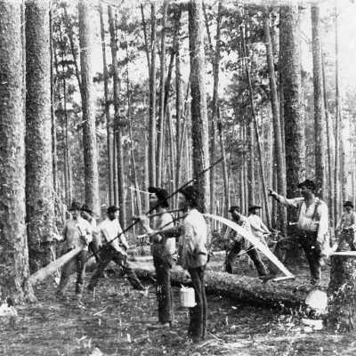 Team of Loggers of Longleaf Lumber Mill