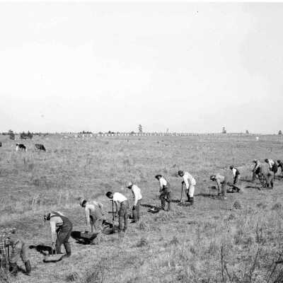 Planting Southern Pines