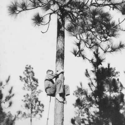 dislodging cones for seed collection: Page 2