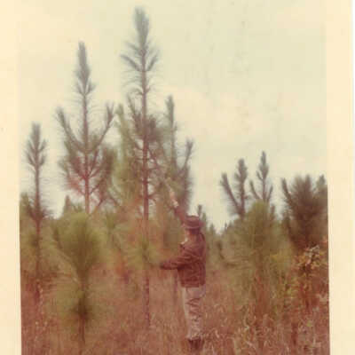 10. 3 Longleaf Pine Tract