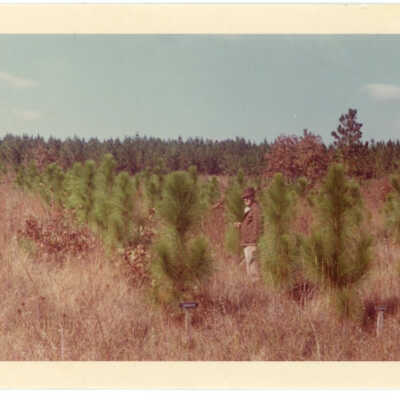 No. 7 Longleaf Pine Tract