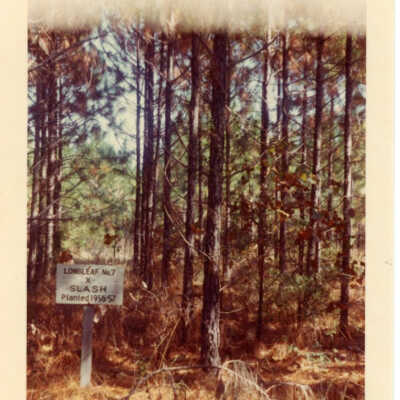 No. 15 Longleaf Pine Tract