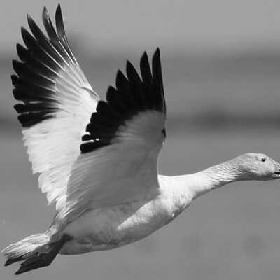 snow goose: Page 2