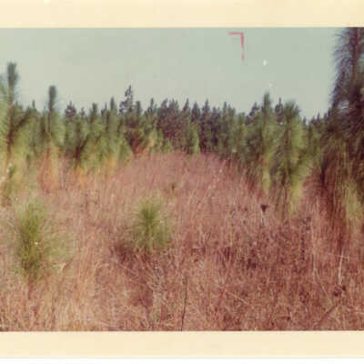 No. 16 Longleaf Pine Tract