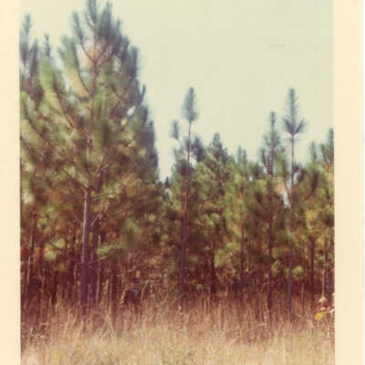 10.13 Longleaf Pine Tract