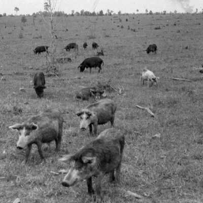 Group of Hogs