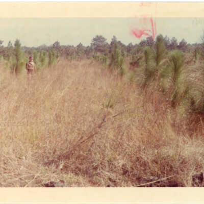 No. 8 Longleaf Pine Tract