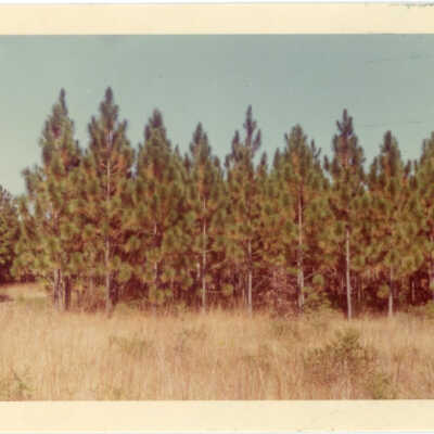 10.11 Longleaf Pine Tract