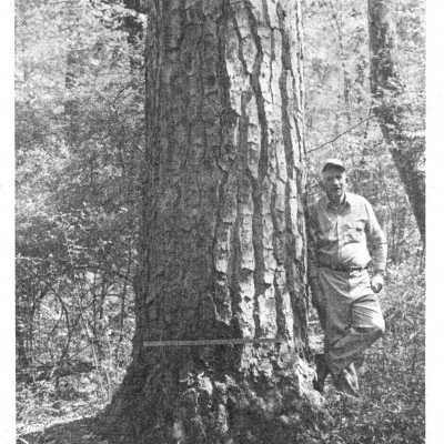 Virgin Long Leaf Pine (South Rapides Chronicle)