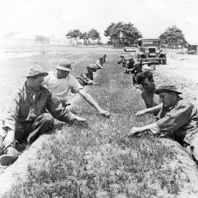 CCC crew weeding: Page 3