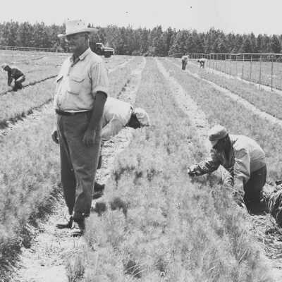 CCC crew weeding and thinning: Page 4