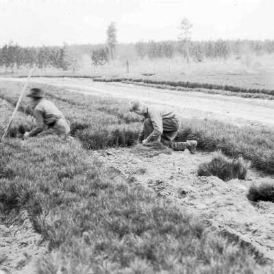 lifting seedlings by hand: Page 6