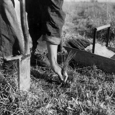 Planting Tree Seedlings