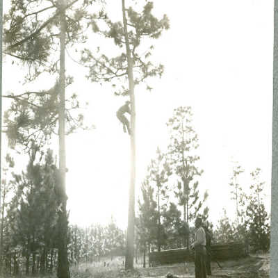 Climbing Longleaf Pine Trees